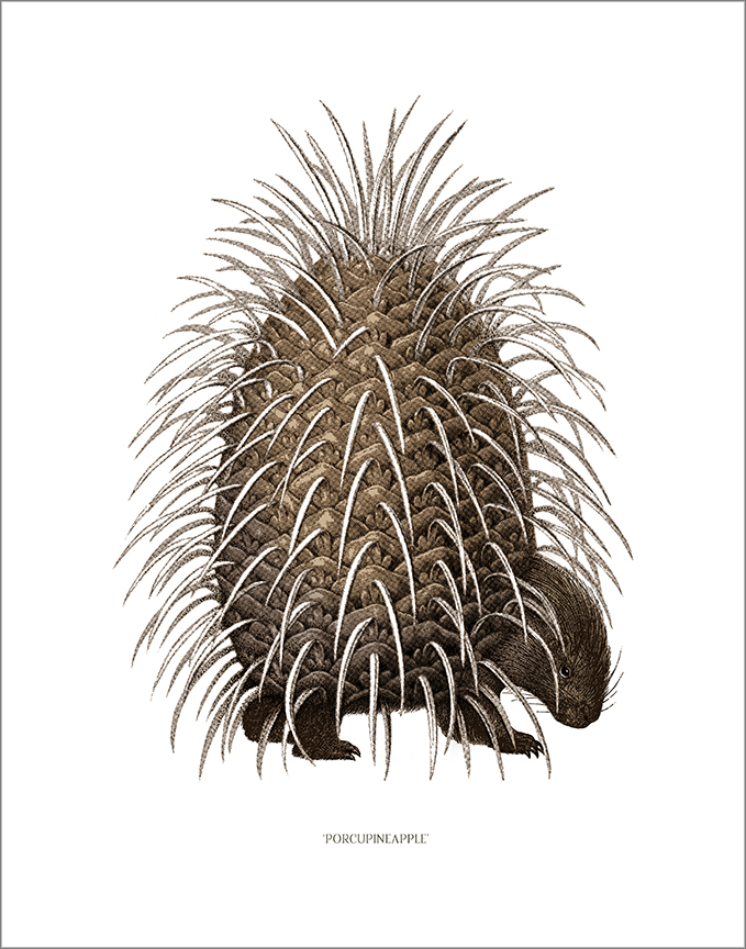 Porcupineapple-P